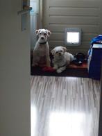 Bowie 8 en Doedelie 10 (zoeken gouden mandje), 6 jaar of ouder, Rabiës (hondsdolheid), Overige rassen, Meerdere