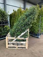 Portugese laurier lusitanica angustifolia, Bloeit niet, Halfschaduw, 100 tot 250 cm, Overige soorten