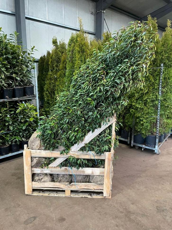 Portugese laurier lusitanica angustifolia, Tuin en Terras, Planten | Bomen, Overige soorten, 100 tot 250 cm, Halfschaduw, Bloeit niet