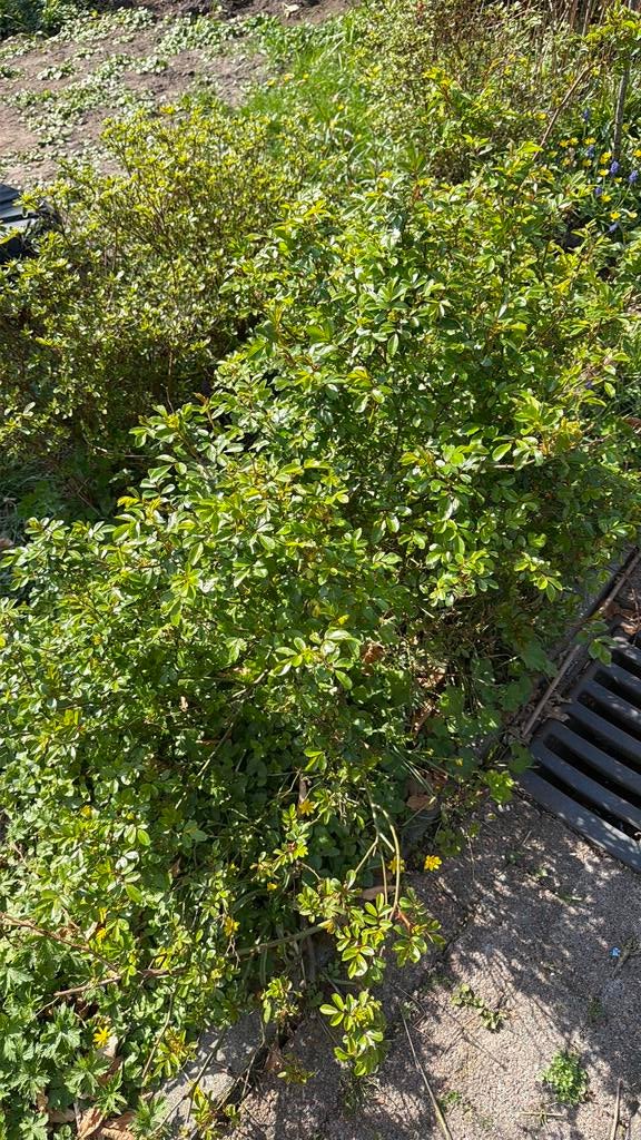 4 a 5 rozen struiken, zelf eruit halen, Tuin en Terras, Planten | Struiken en Hagen, Ophalen, Overige soorten, 100 tot 250 cm