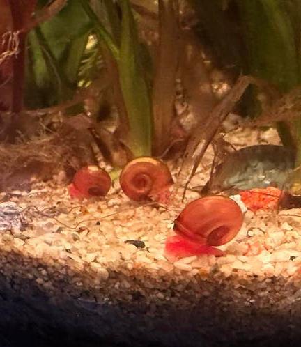 Posthoorn (ramshoorn) slakjes 0,50 ps., Dieren en Toebehoren, Ophalen, Nieuw, Plant(en), Steen of Hout