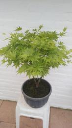 Acer Palmatum ever green Bonsai, Bloeit niet, Halfschaduw, Overige soorten, Minder dan 100 cm