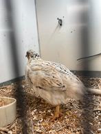 Japanse kwartel, Mannelijk