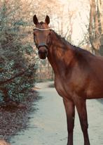 Paard te koop, Dieren en Toebehoren, Paarden, Merrie, Zadelmak, Recreatiepaard, 3 tot 6 jaar