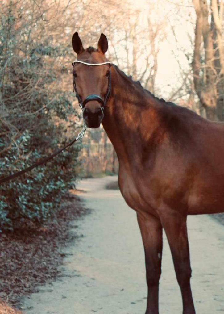 Paard te koop, Dieren en Toebehoren, Paarden, Merrie, Zadelmak, 3 tot 6 jaar, Recreatiepaard