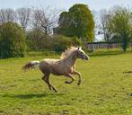 Apart bewegende Crusado (welsh x PRE) jaarling, Merrie, Dressuurpony, 0 tot 2 jaar, Gechipt