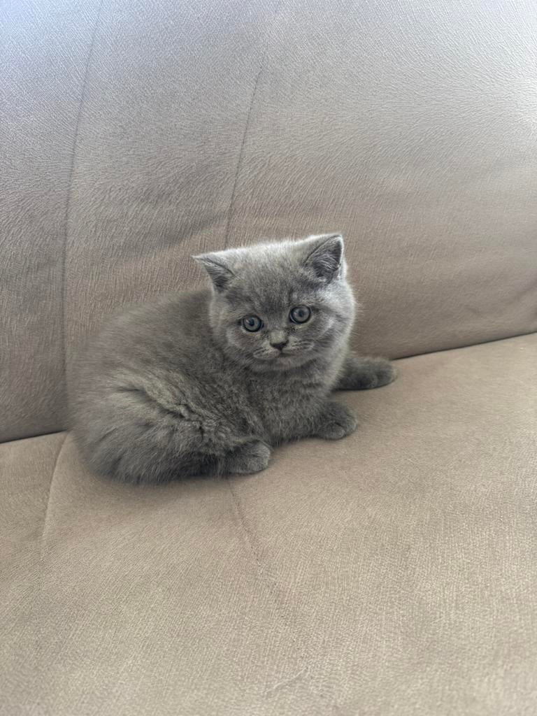 raszuiver britse korthaar kittens, Dieren en Toebehoren, Poes, Ontwormd, 0 tot 2 jaar