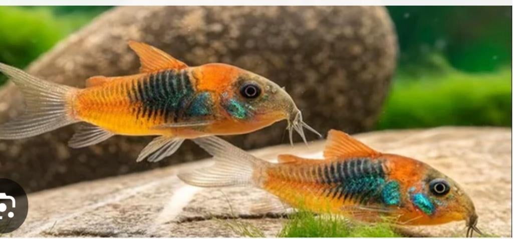 Corydoras Venezuela Orange (Prachtig), Vis, Zoetwatervis, Schoolvis