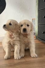 Golden Retriever met stamboom, Golden retriever, Nederland, 8 tot 15 weken, Teef