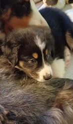 Te koop twee mooie Australian Shepherd Pups, 8 tot 15 weken, Meerdere, Meerdere dieren, Herder