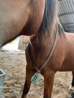 Neckrope touw, Dieren en Toebehoren, Ophalen of Verzenden, Gebruikt, Overige soorten