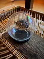 Kogelvis/Kegelvis in Glazen Bol - Decoratie, Ophalen, Zo goed als nieuw