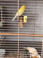 Koppel kanaries met vogelkooi, Dieren en Toebehoren, Meerdere dieren