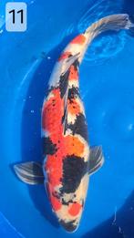 Showa - Momotaro met certificaat - 70 cm - male - 6 jr oud, Dieren en Toebehoren, Vissen | Vijvervissen, Karper of Koi