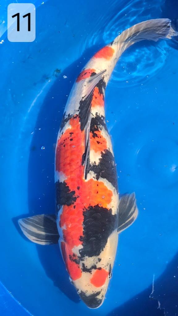 Showa - Momotaro met certificaat - 70 cm - male - 6 jr oud, Dieren en Toebehoren, Vissen | Vijvervissen, Karper of Koi