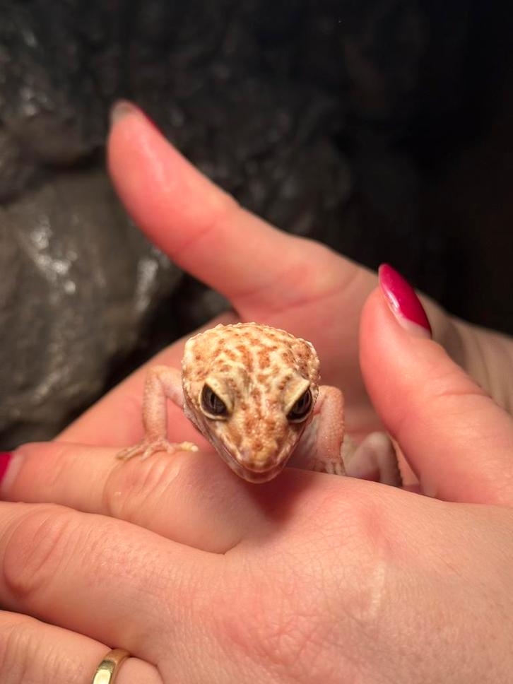 Luipaardgekko vrouw