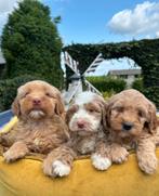 Labradoodle pups medium, Dieren en Toebehoren, Honden | Retrievers, Spaniëls en Waterhonden, Nederland, Overige rassen, 8 tot 15 weken