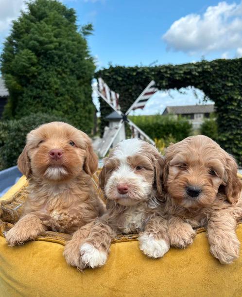 Labradoodle pups medium, Dieren en Toebehoren, Honden | Retrievers, Spaniëls en Waterhonden, Meerdere dieren, Overige rassen, Fokker | Professioneel