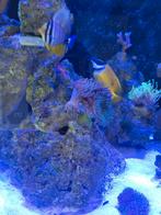 Vossenkop vis, Dieren en Toebehoren, Vissen | Aquaria en Toebehoren, Ophalen