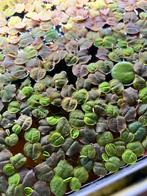Valisneria - waterlelie - phyllantus fluitans - borstelneus, Dieren en Toebehoren, Vissen | Aquaria en Toebehoren, Ophalen of Verzenden