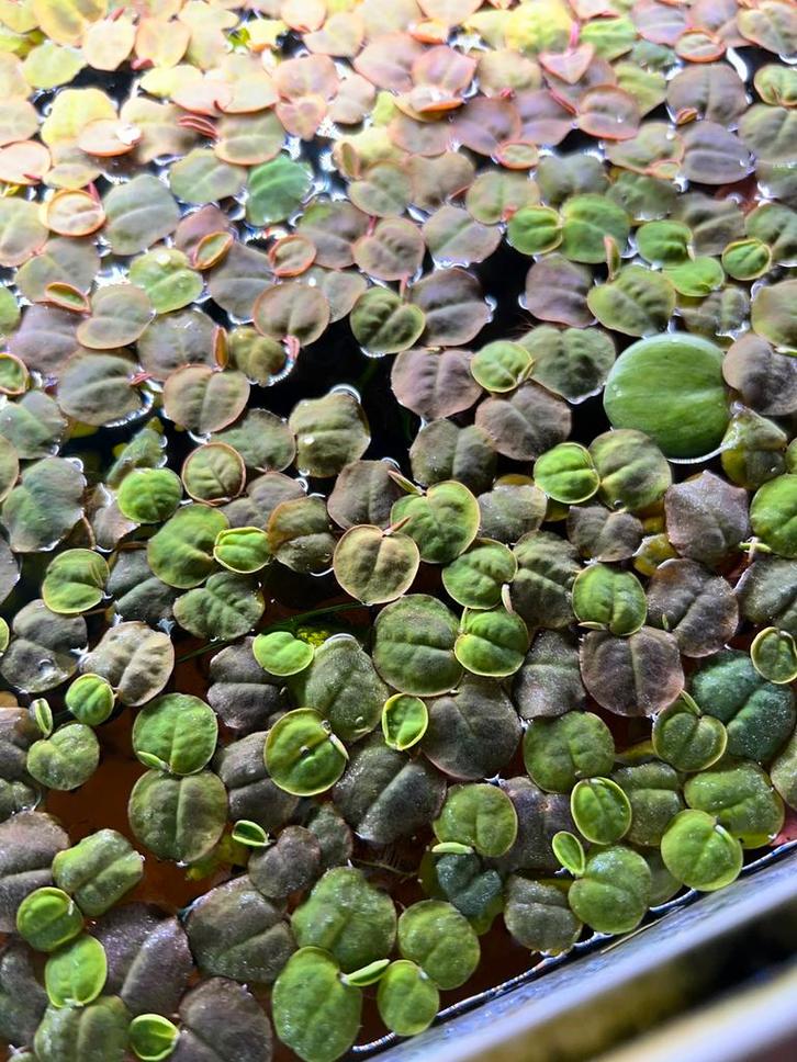 Valisneria - waterlelie - phyllantus fluitans - borstelneus, Dieren en Toebehoren, Vissen | Aquaria en Toebehoren, Nieuw, Plant(en), Steen of Hout