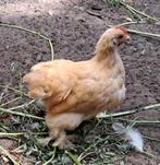 Cochin kriel haantjes, Dieren en Toebehoren, Pluimvee, Mannelijk, Kip