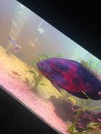 Pauwoog cichlide 25 cm groot, Dieren en Toebehoren