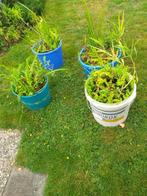 waterplanten diverse soorten winterhard 4 emmers, Ophalen, Nieuw