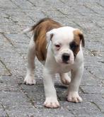 Mooie en gezonde Amerikaanse bulldog pups met stamboom, Nederland, CDV (hondenziekte), 8 tot 15 weken, Bulldog