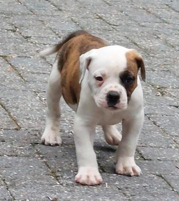 Mooie en gezonde Amerikaanse bulldog pups met stamboom beschikbaar voor biedingen