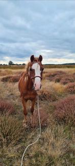 Gezocht wei/inloopstal voor Welsh B-pony, Dieren en Toebehoren, Stalling en Weidegang