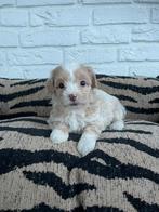 Maltipoo pups, maltezer x toy poedel, Dieren en Toebehoren, Nederland, Overige rassen, CDV (hondenziekte), 8 tot 15 weken