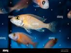 firefisch dame 5cm te koop, Dieren en Toebehoren, Vissen | Aquariumvissen, Vis, Zoetwatervis