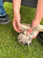 Brahma zalm hennen 1 maand oud, Dieren en Toebehoren, Pluimvee, Vrouwelijk, Kip