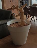 Java boom/ papegaaientak incl pot/opvangbak voor papegaai, Dieren en Toebehoren