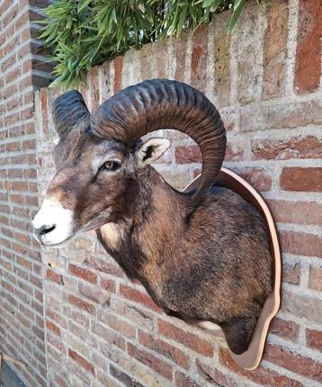 Recent opgezette moeflon taxidermy opgezet jacht schedel beschikbaar voor biedingen