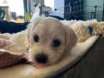 Maltezer puppy’s, Maltezer, CDV (hondenziekte), 8 tot 15 weken, Meerdere