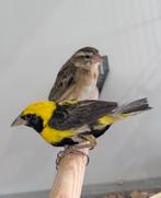 Napoleon wevers koppel, Meerdere dieren