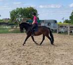 Super leuke E-pony v. Diarado, Dieren en Toebehoren, Pony's, Gechipt, Springpony, Zadelmak, 3 tot 6 jaar