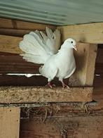 Pauwstaart doffer, Dieren en Toebehoren, Mannelijk, Kropper
