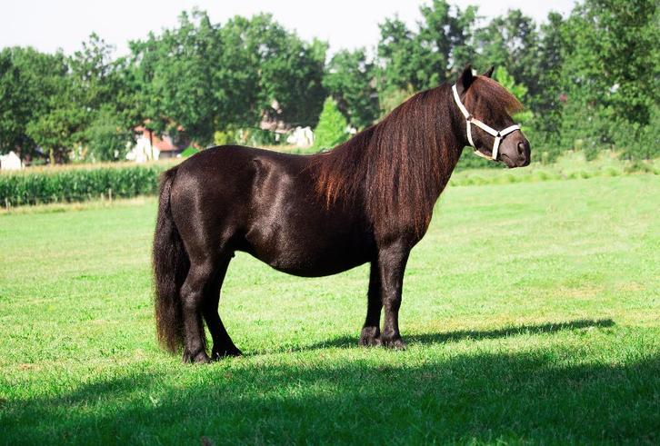 1e premie shetlander kleine maat zwart, Dieren en Toebehoren, Paarden en Pony's | Dekhengsten en Fokmerries, Merrie