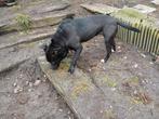 Stafford mix van 2 jaar uit Roemenië zoekt haar 4 ever home, Dieren en Toebehoren, Honden | Niet-rashonden, Particulier, 1 tot 2 jaar