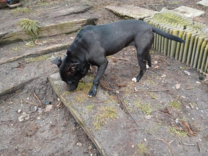 Stafford mix van 2 jaar uit Roemenië zoekt haar 4 ever home, Dieren en Toebehoren, Honden | Niet-rashonden, Teef, Particulier