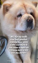 Chow Chow, Dieren en Toebehoren, Particulier, Rabiës (hondsdolheid), 3 tot 5 jaar, Groot