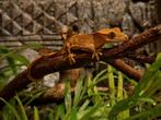 Wimpergekko vrouwtje, Dieren en Toebehoren, Reptielen en Amfibieën, Hagedis, Tam, 0 tot 2 jaar