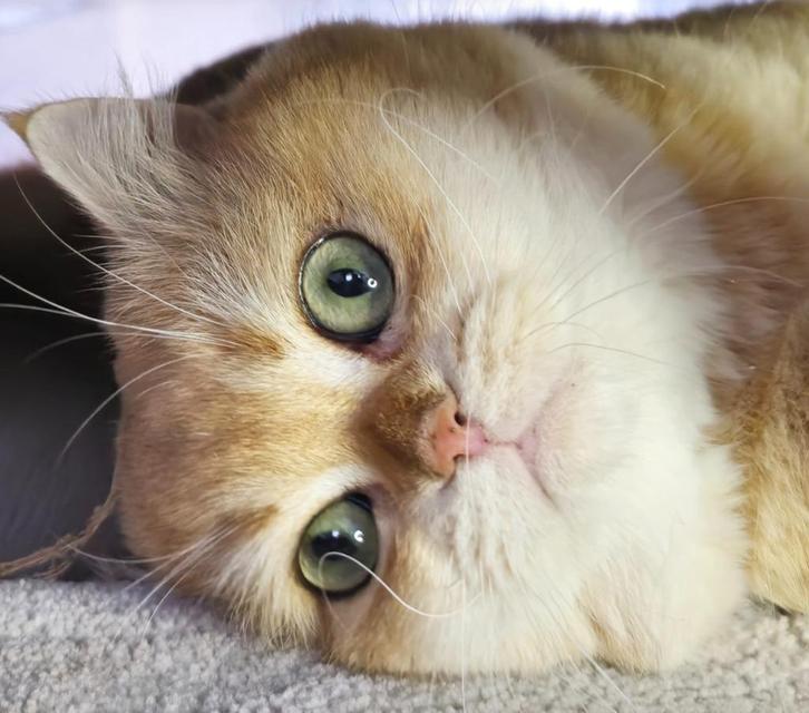 Britse Korthaar Dekkater - Black Golden Shaded met Stamboom, Dieren en Toebehoren, Katten en Kittens | Dekkaters, 3 tot 5 jaar