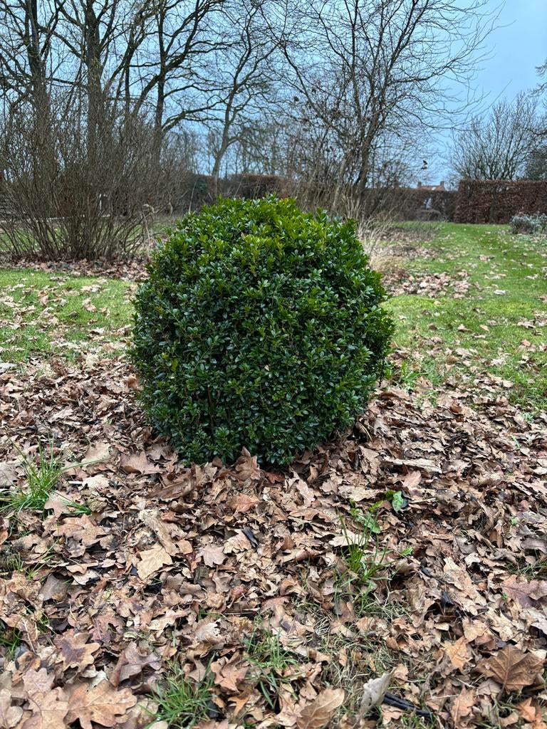Buxusbol, doorsnede ca. 50 cm / hoogte ca. 50 cm, Tuin en Terras, Planten | Struiken en Hagen, Ophalen, Buxus, Struik, Minder dan 100 cm