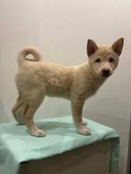 Shiba inu pup., Parvo, Particulier, 15 weken tot 1 jaar, Buitenland