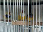 Goulds te koop, Dieren en Toebehoren, Vogels | Overige Vogels, Meerdere dieren
