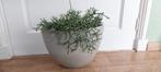 KamerPlant, Ophalen, Overige soorten, Halfschaduw, In pot